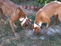 Photo of our dogs Anna and Drew
