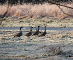 Geese on New Year's Day